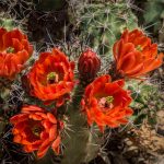 Photo of Claret Cup