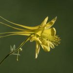 Photo of Golden Columbine flower by Elroy Limmer