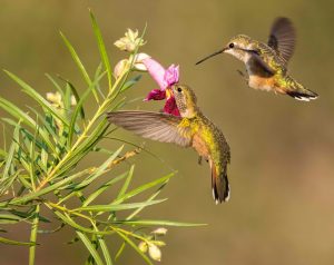 Two Rufous hummingbirds gathering nectar from a Desert Willow blossom.