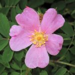 Photo of the Wood's Rose blossom